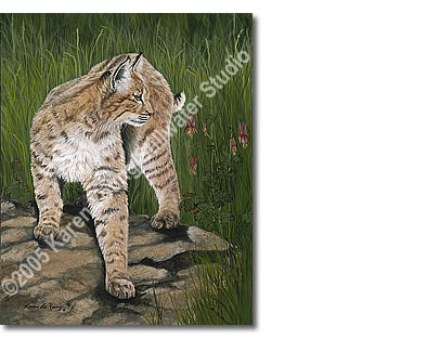 Question of Pursuit (bobcat)